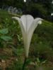 Lilium Longiflorum Saponins